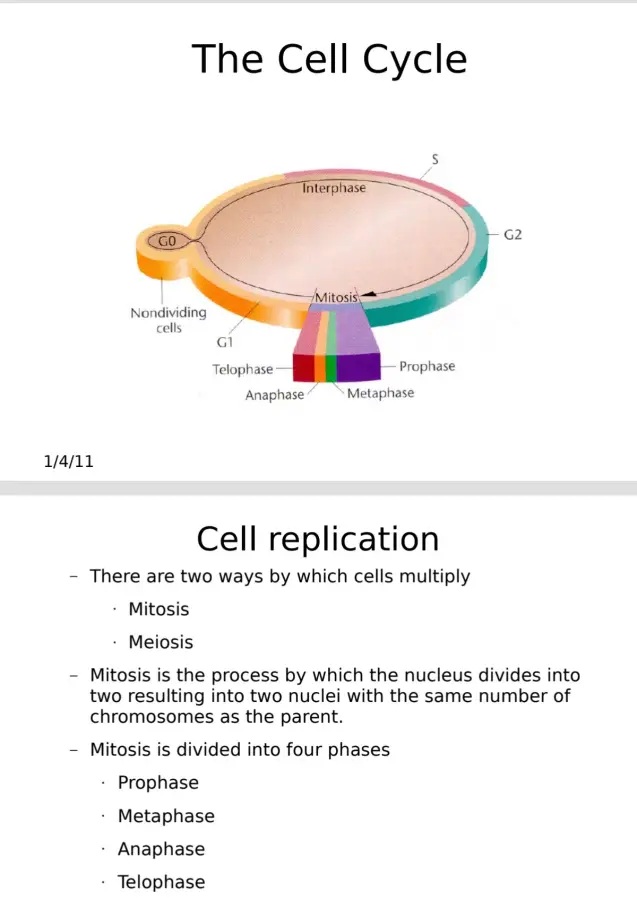 Cell Replication